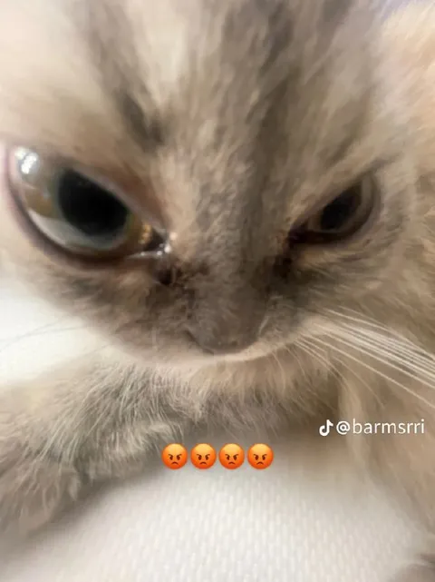 Злая кошка с эмодзи