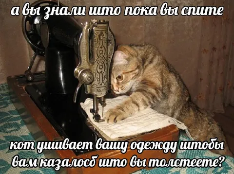Кот ушивает одежду во сне