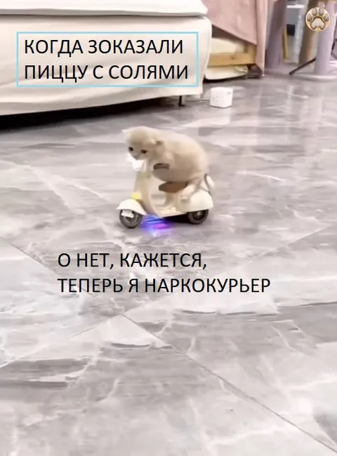 Кот стал наркокурьером