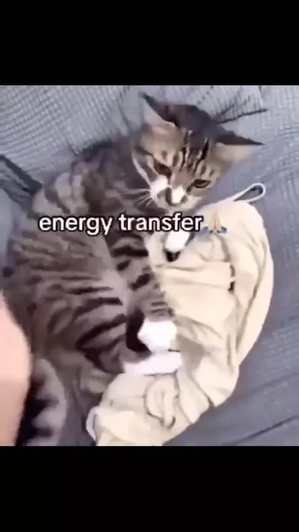 Cat Transfers Its Energy