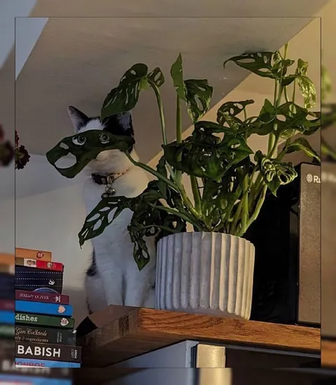 Cat Hiding Behind a Plant