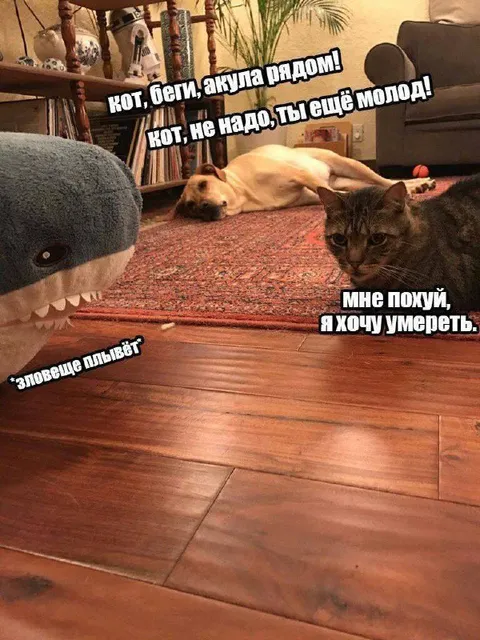 Кот хочет умереть рядом с акулой