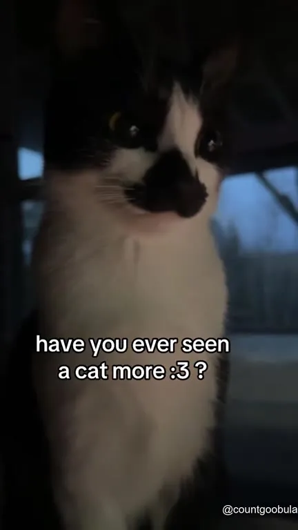 Have You Ever Seen a Cat More :3?