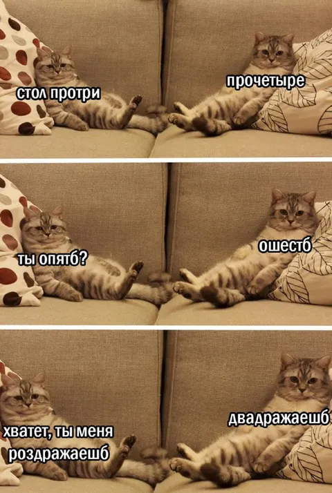 Коты спорят на диване