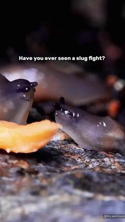 Slug Fight Over a Snack