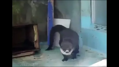 Зверёк танцует под сало