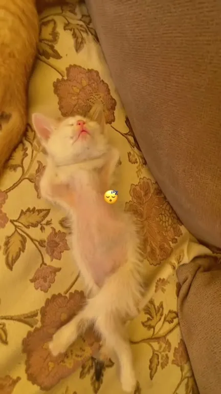 Котёнок спит под колыбельную