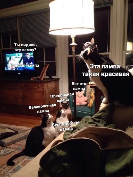 Коты восхищаются лампой