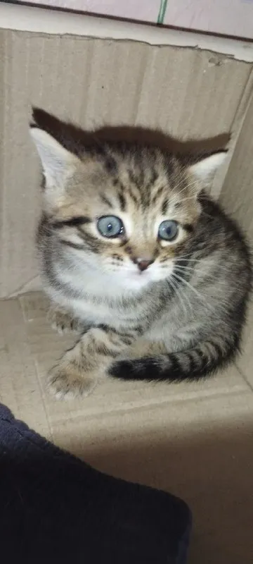 Сонный полосатый котёнок