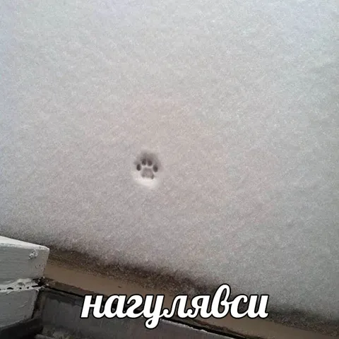 Нагулявшийся кот