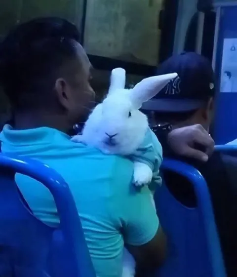 Зайчик едет на спине