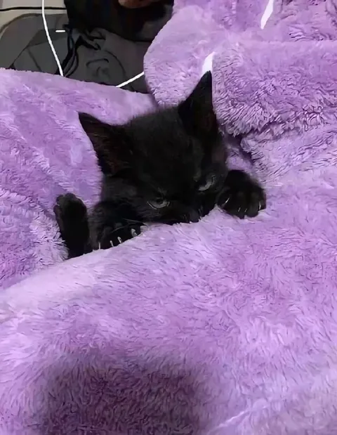 Котёнок прячется в пледе