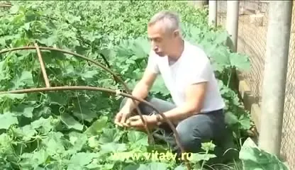 Живой огурец от геморроя