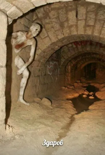 Кот в подземном туннеле здоровается