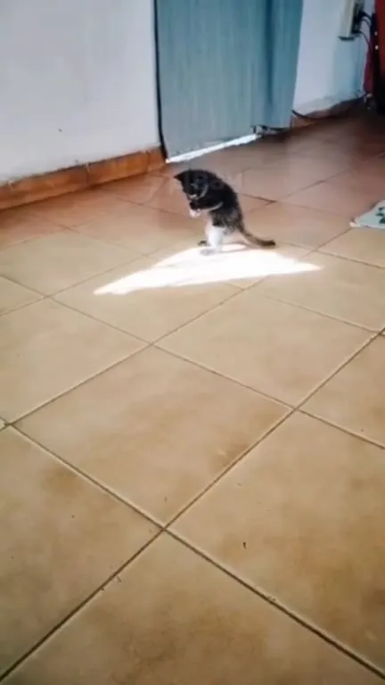 Котёнок танцует в луче солнца
