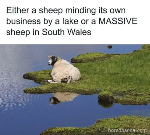 Massive Sheep in South Wales