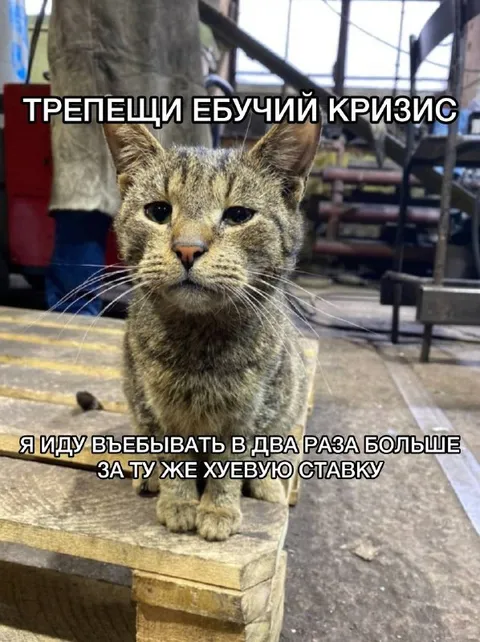 Кот и ебучий кризис