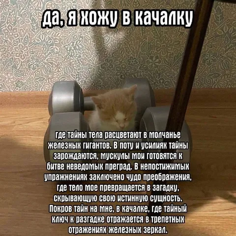 Кот философски ходит в качалку