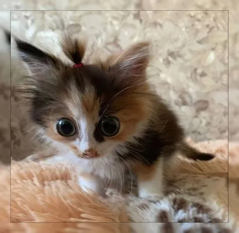 Милый котёнок с огромными глазами