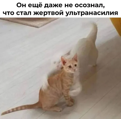Кот стал жертвой ультранасилия