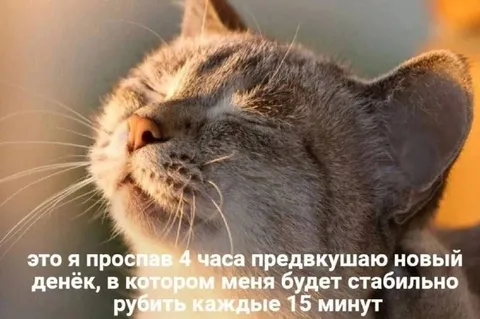 Кот предвкушает новый денёк
