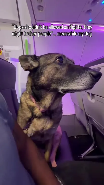 My Dog Cries on Flights