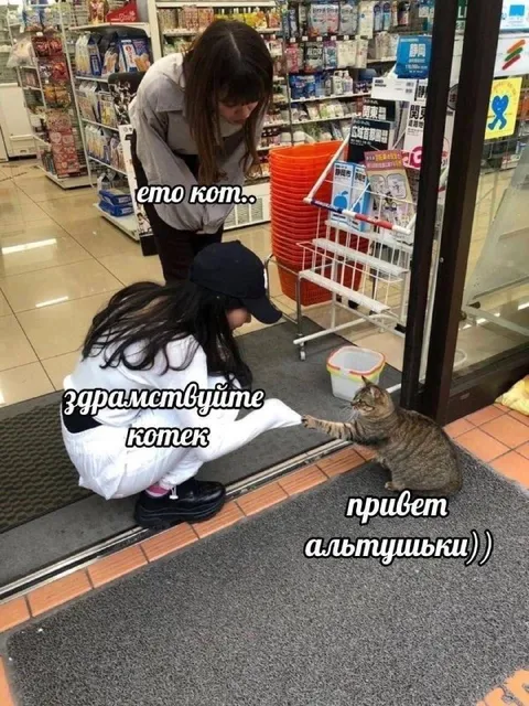 Кот встречает альтушку