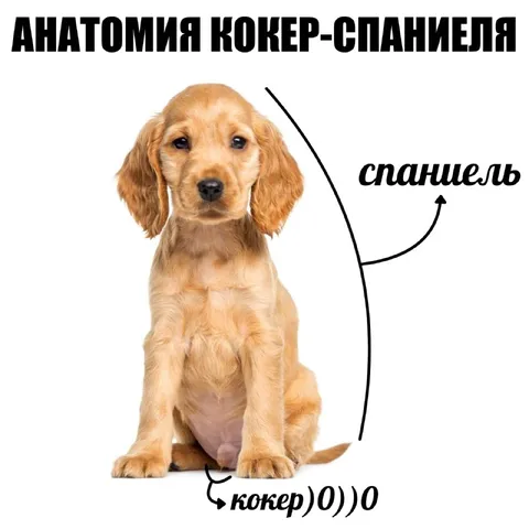 Анатомия кокер-спаниеля