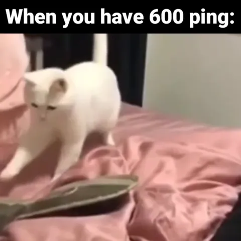 Cat With 600 Ping