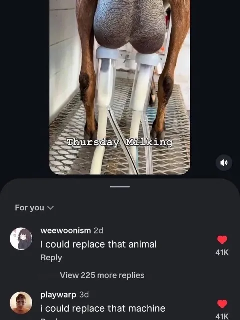 Thursday Milking Replacement Joke