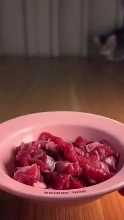 Кот услышал мясо