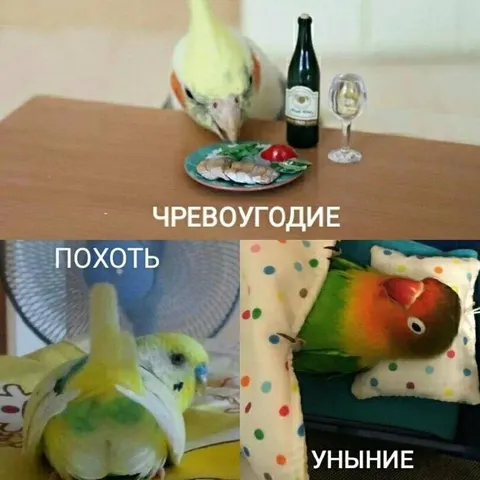 Попугаи и смертные грехи