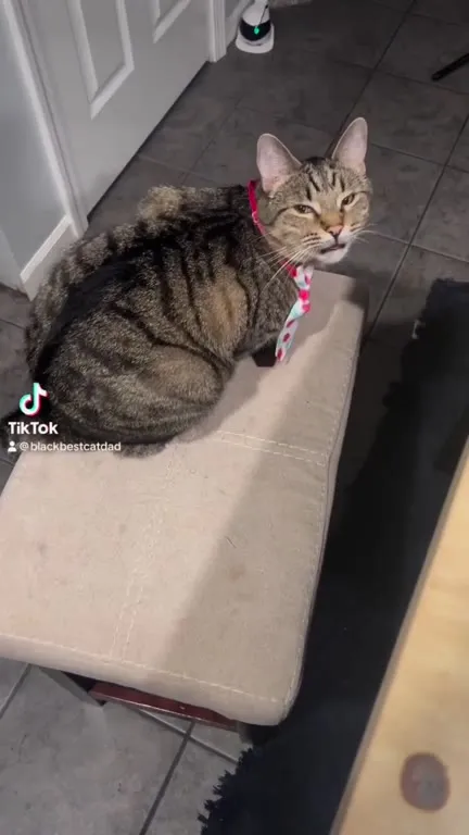 Кот готов к делам