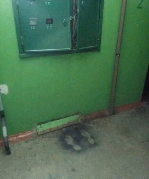 Кот в тени у стены