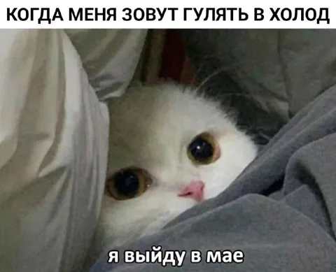 Кот выйдет в мае