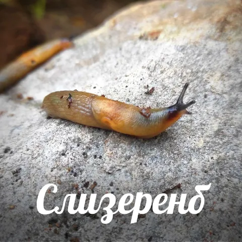 Слизерена