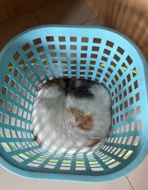 Кот свернулся в корзине