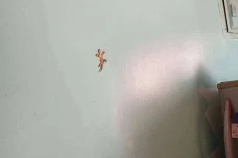 Ящерица на стене