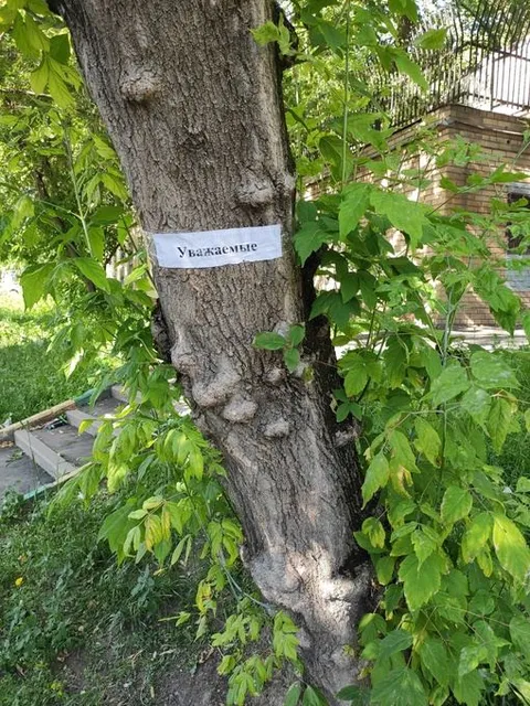 Уважаемые на дереве
