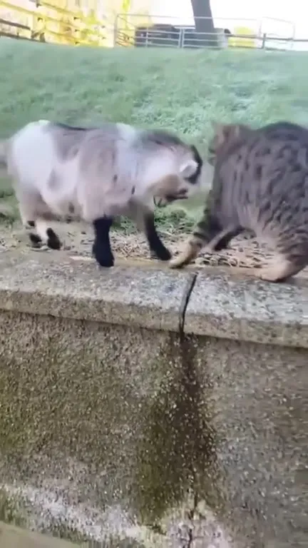 Коза прогоняет кота