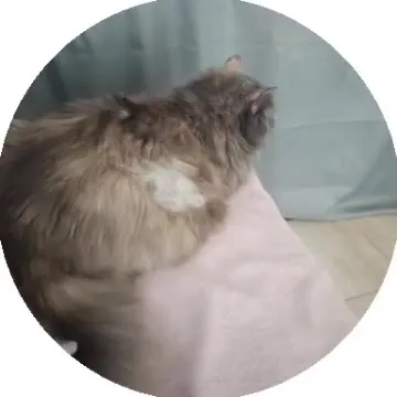 Кота гладят по спине