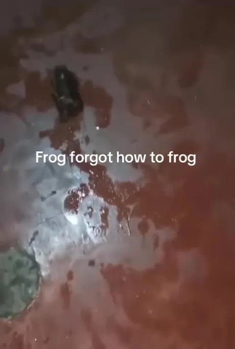 Frog Forgot How to Frog