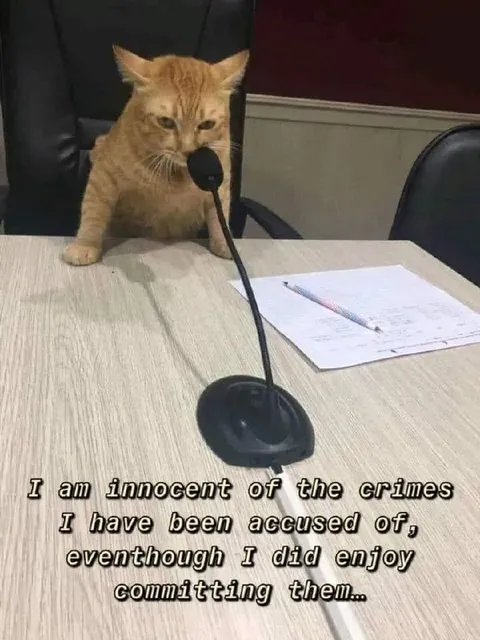 Innocent Cat Confession