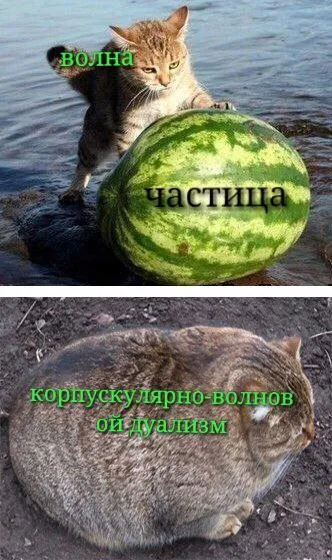 Корпускулярно-волновой кот
