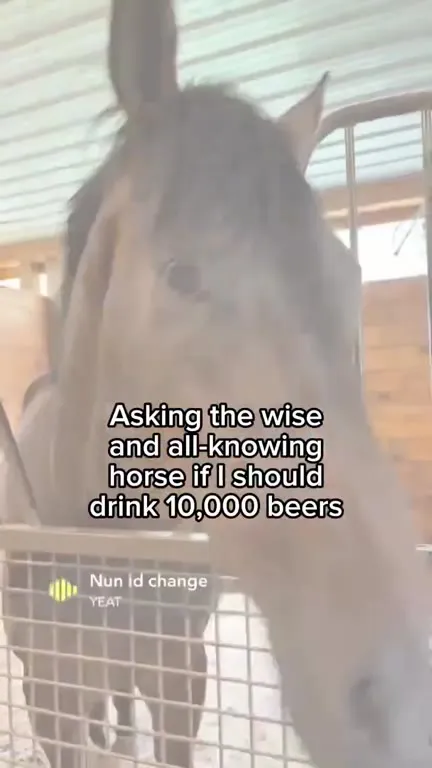 Asking the Wise Horse