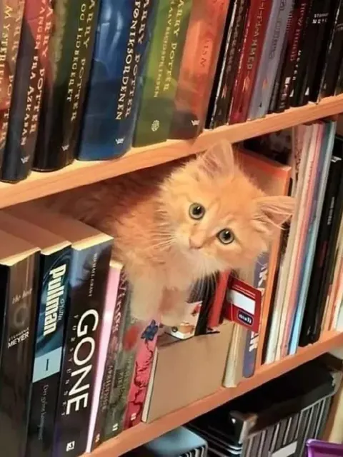 Кот среди книг