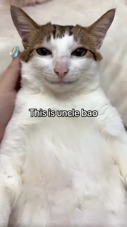 What Kind of Awesome Is This Cats