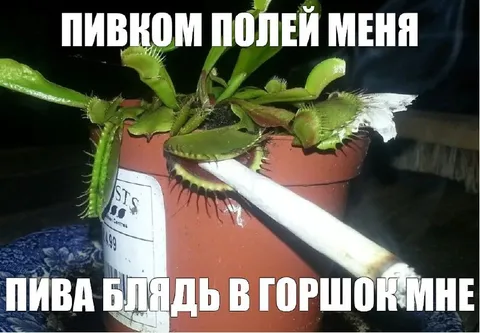 Пивком полей меня