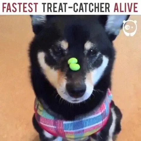 Fastest Treat Catcher Alive