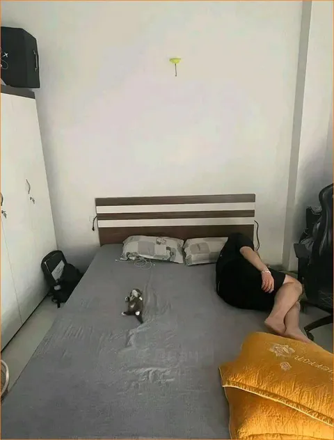 Котик занял всю кровать